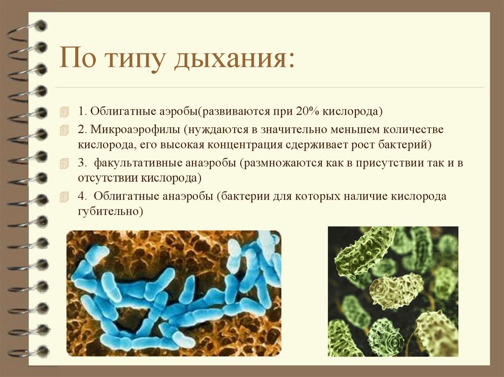 Питание бактерий прокариот