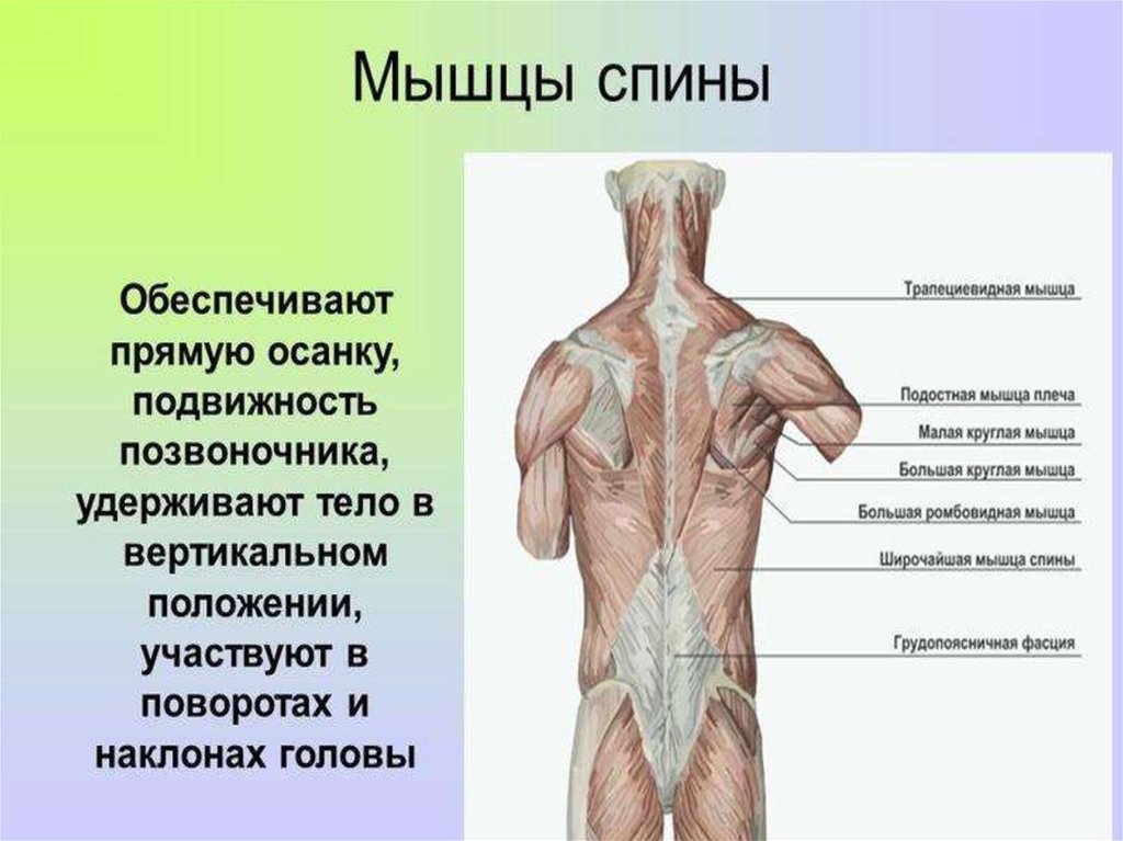 Поясница какие мышцы. Мышцы спины строение и функции анатомия. Функции мышц спины человека. Мышечная система спины.