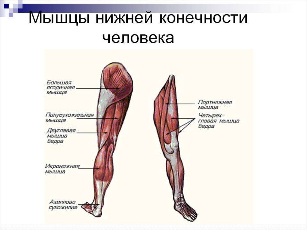 Голень на схеме человека