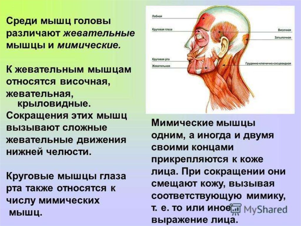 Мимические мышцы презентация