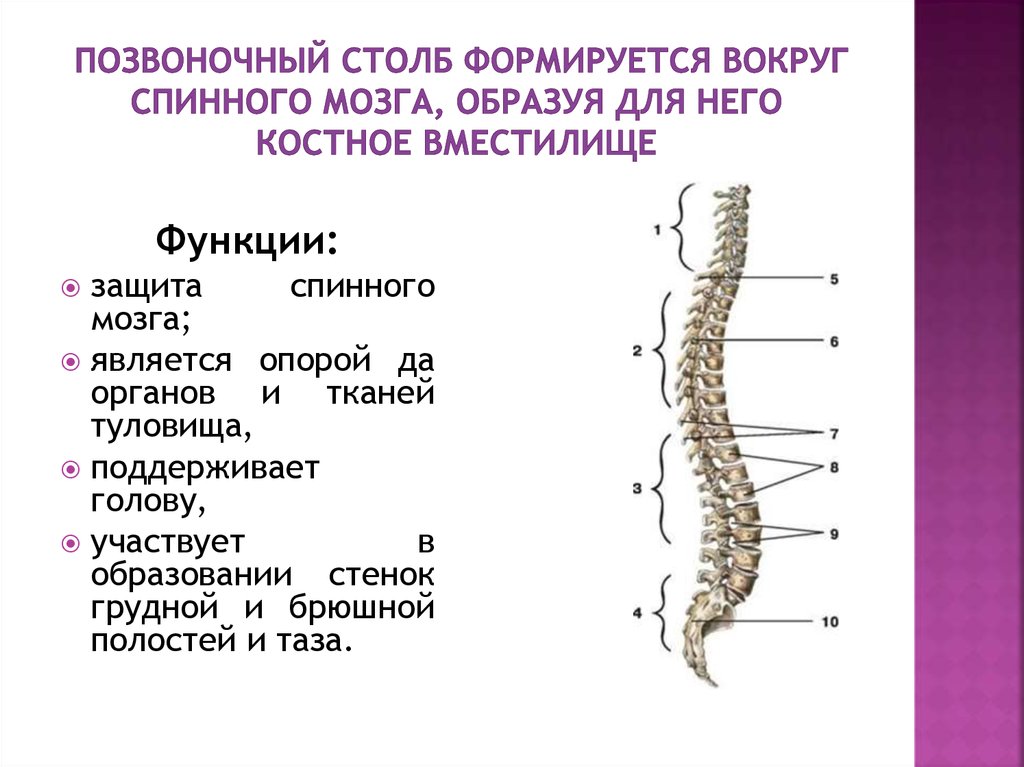 Изгибы позвоночного столба