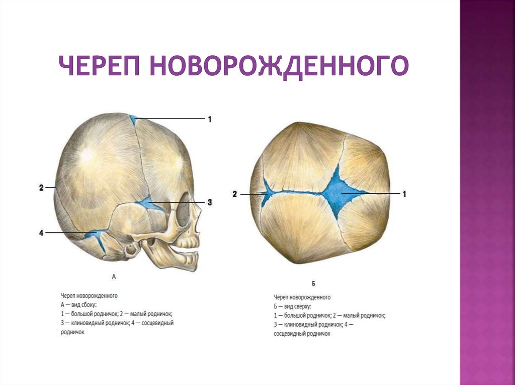 Родничку 1 3 на 1 3. Строение черепа новорожденного швы роднички. Роднички новорожденного анатомия черепа. Роднички черепа у новорожденных анатомия. Строение родничков черепа новорожденного.