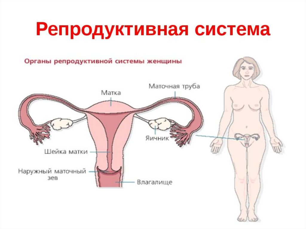 Женские половые органы презентация