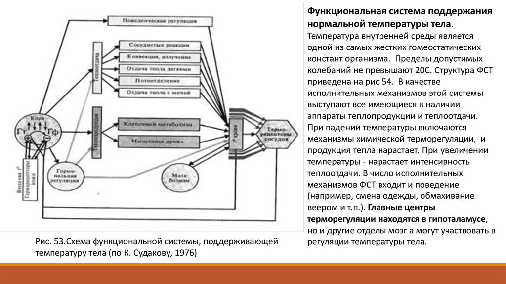 Схема функциональной системы поддерживающей оптимальный уровень глюкозы в крови