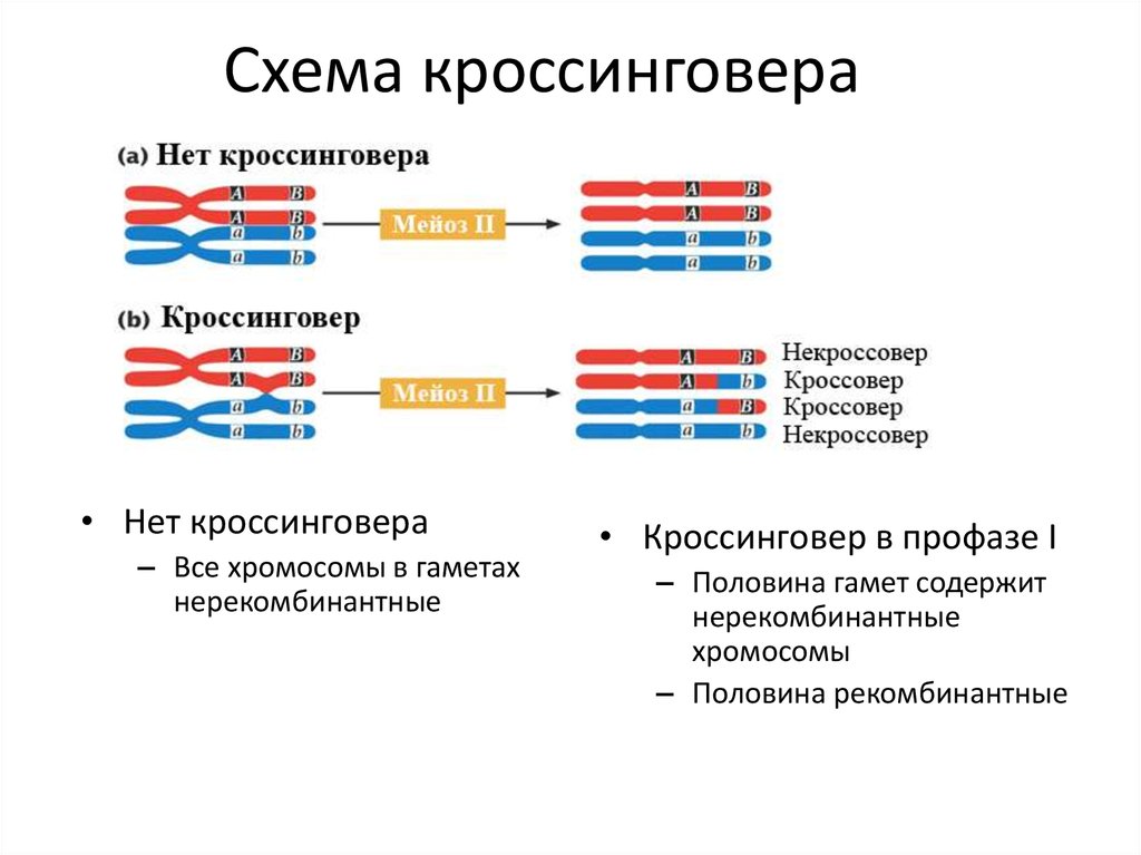 Кроссинговер хромосом в мейозе и митозе. Схема кроссинговера схема. Репликация рекомбинация кроссинговер схемы. Схема конъюгации и кроссинговера. Хиазмы кроссинговер.