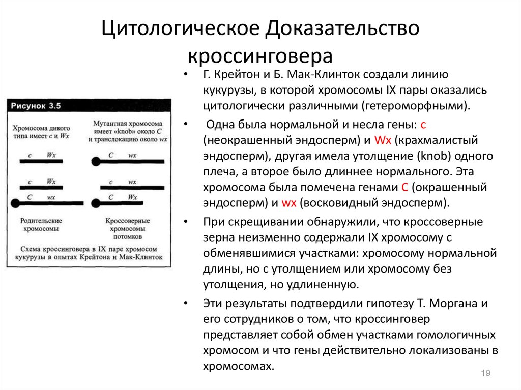 Цитологическая карта это