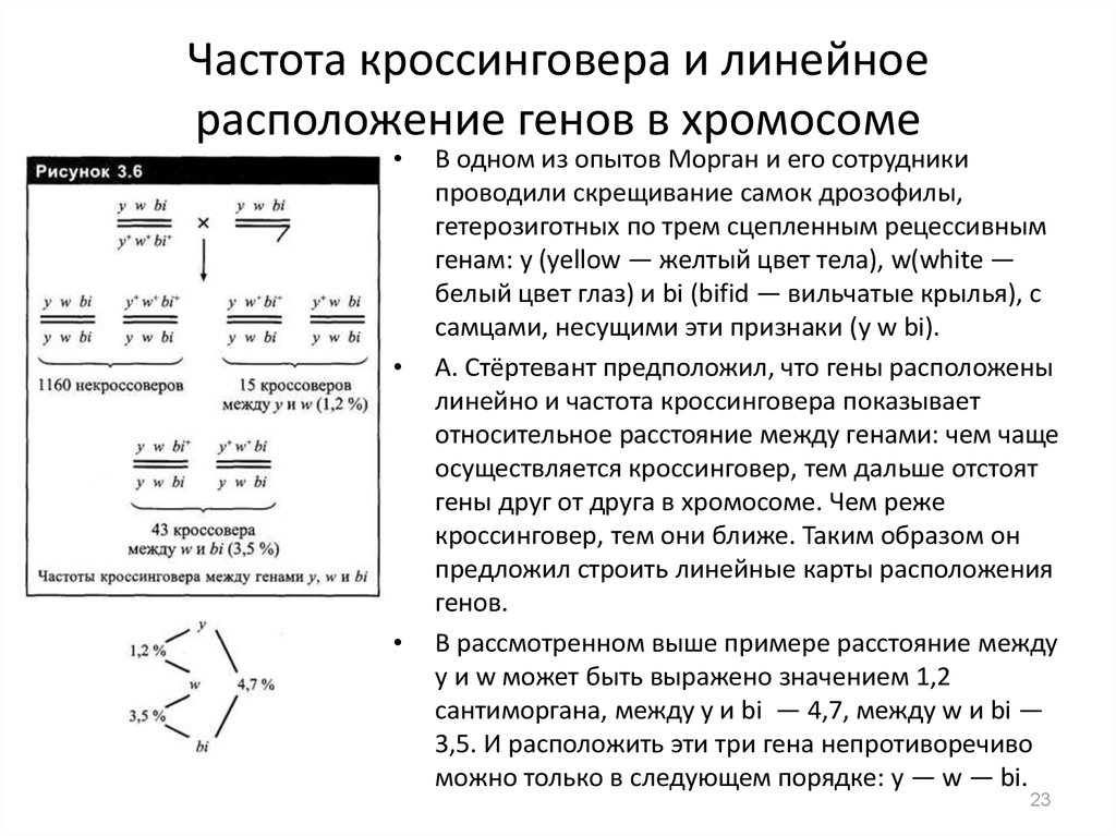 Схема взаимного расположения генов в одной группе сцепления это