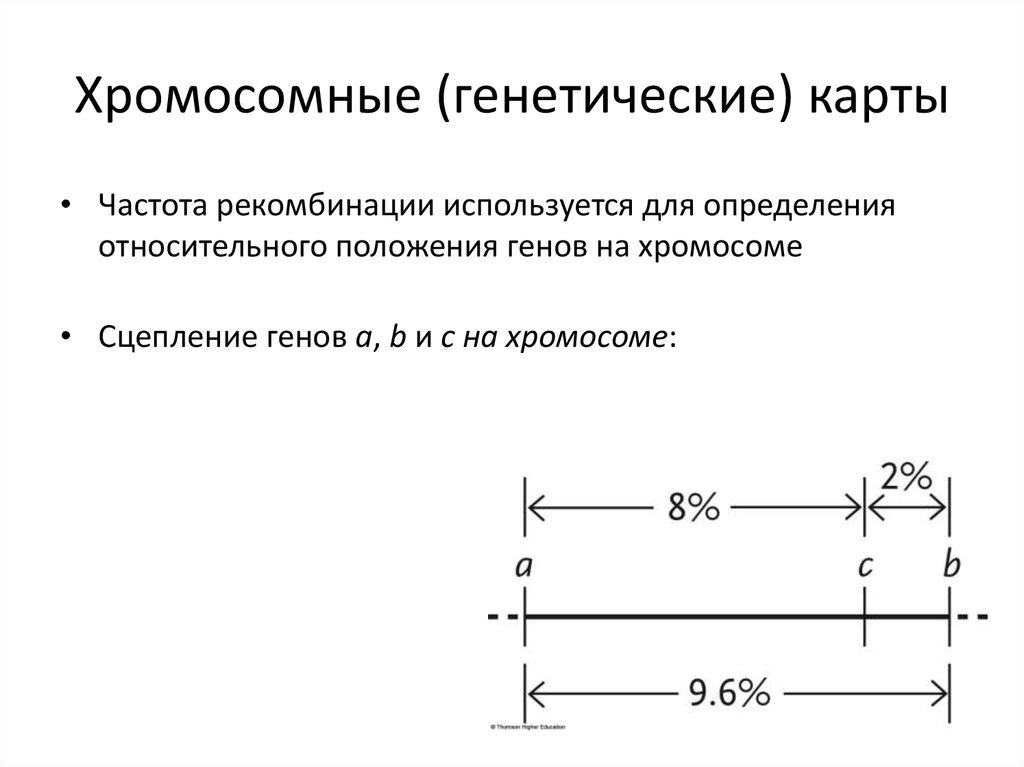 Что отражает генетическая карта