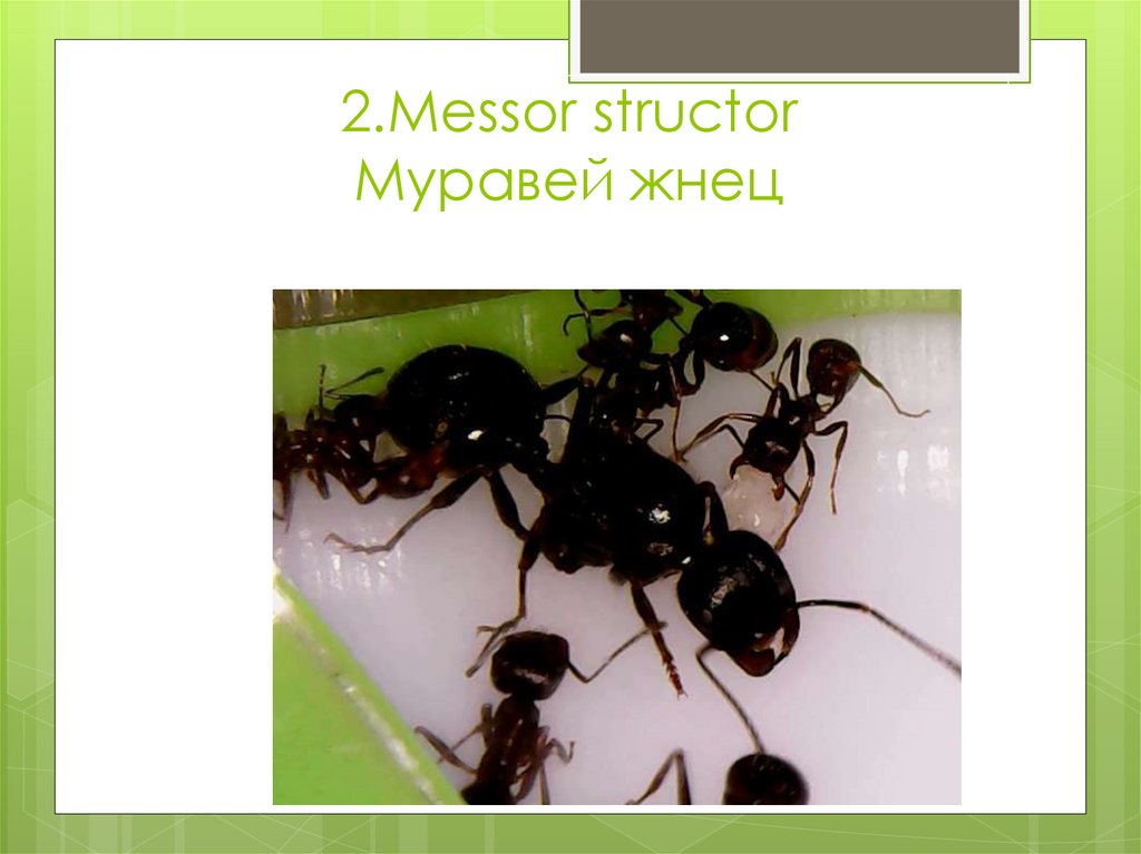 Можно ли муравьям жнецам