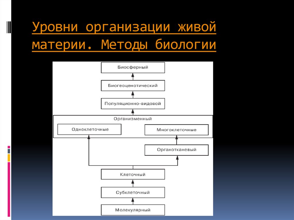 Уровневая организация живой природы