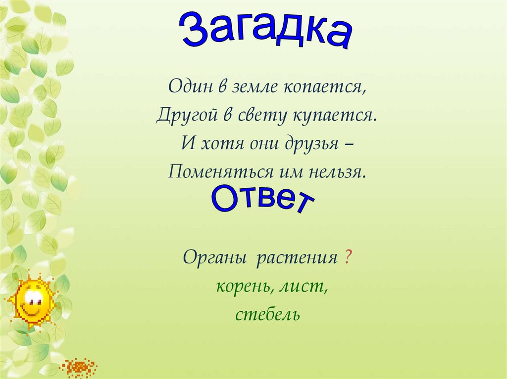 Загадки про окружающий мир. Загадки по биологии. Загадки про биологию. Загадки на тему биология. Загадки про растения по биологии.