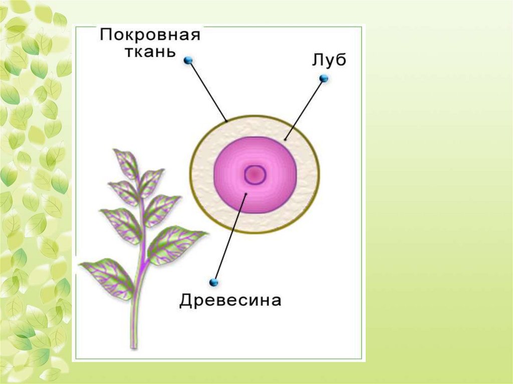 Тела растений имеет строение. Растение единый организм. Организм это в биологии 6 класс. Строение органов растительного организма биология 6 класс. Растительный организм как единое целое 6 класс.