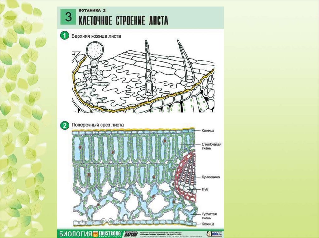 Анатомическое строение листовой пластинки двудольных растений приведите рисунок