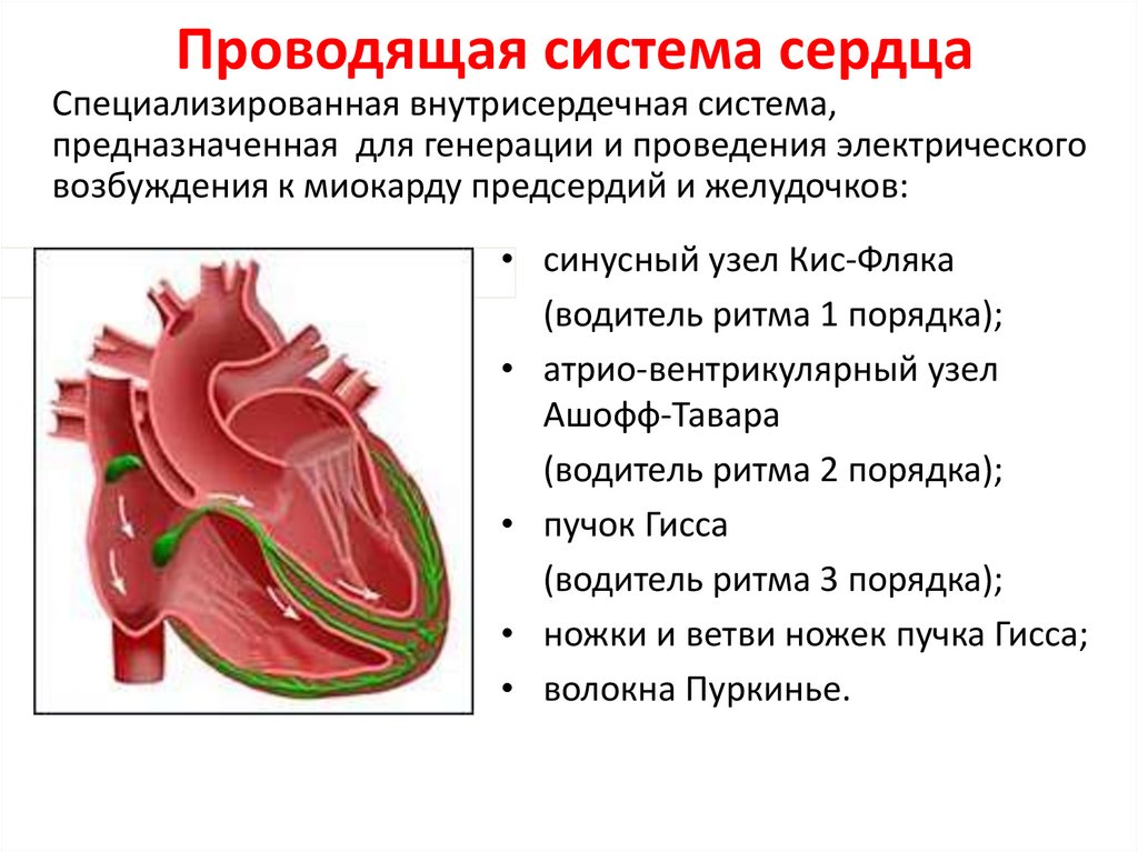 Описание сердечной системы