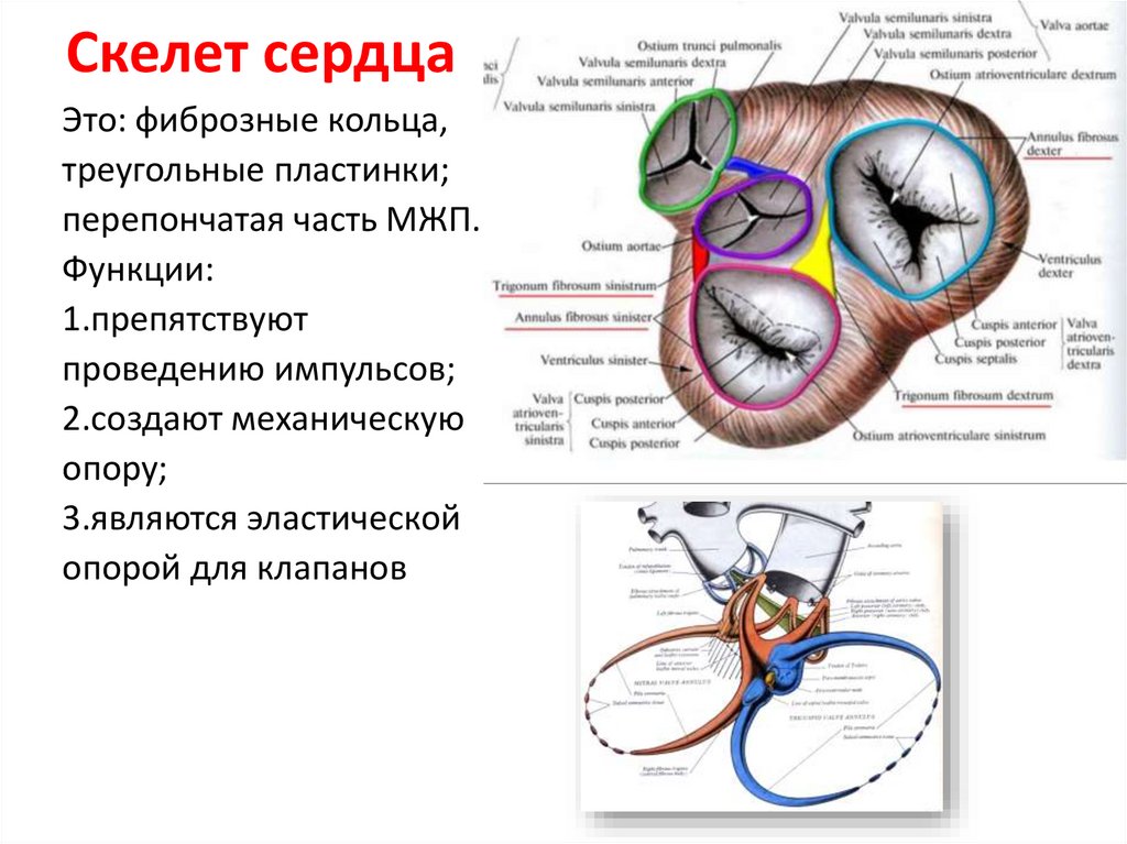 Кольцо аорта