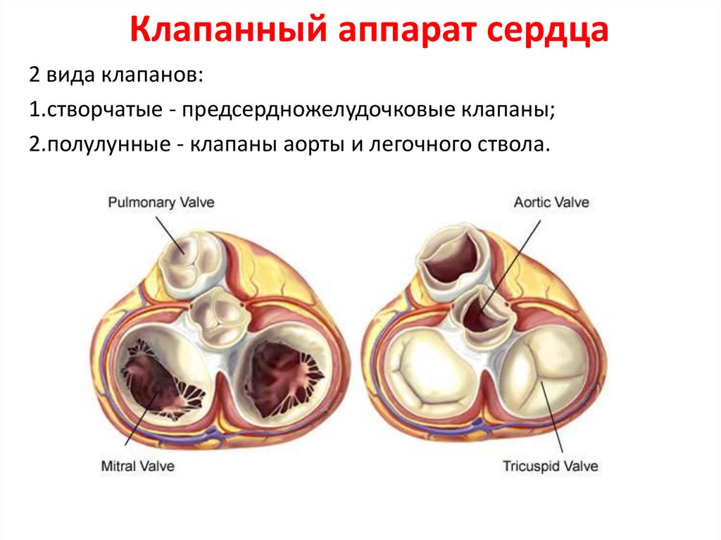 Рисунок клапанный аппарат сердца