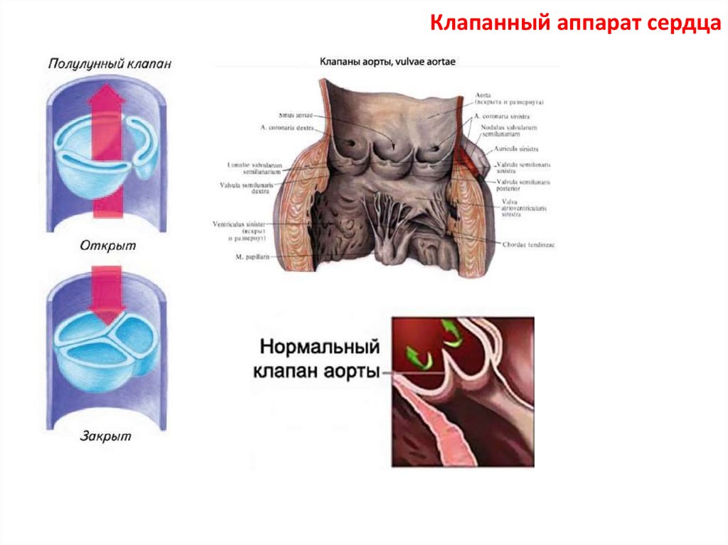 Клапаны сердца анатомия кратко