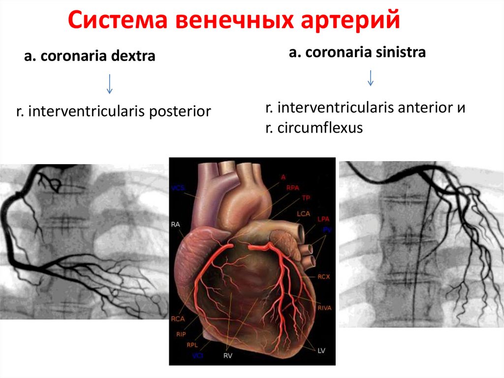 Схемы вебера ангиология