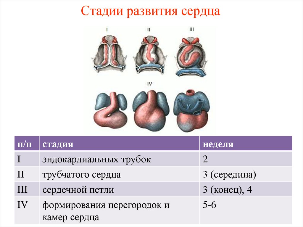 Эмбриогенез сердечно сосудистой системы презентация