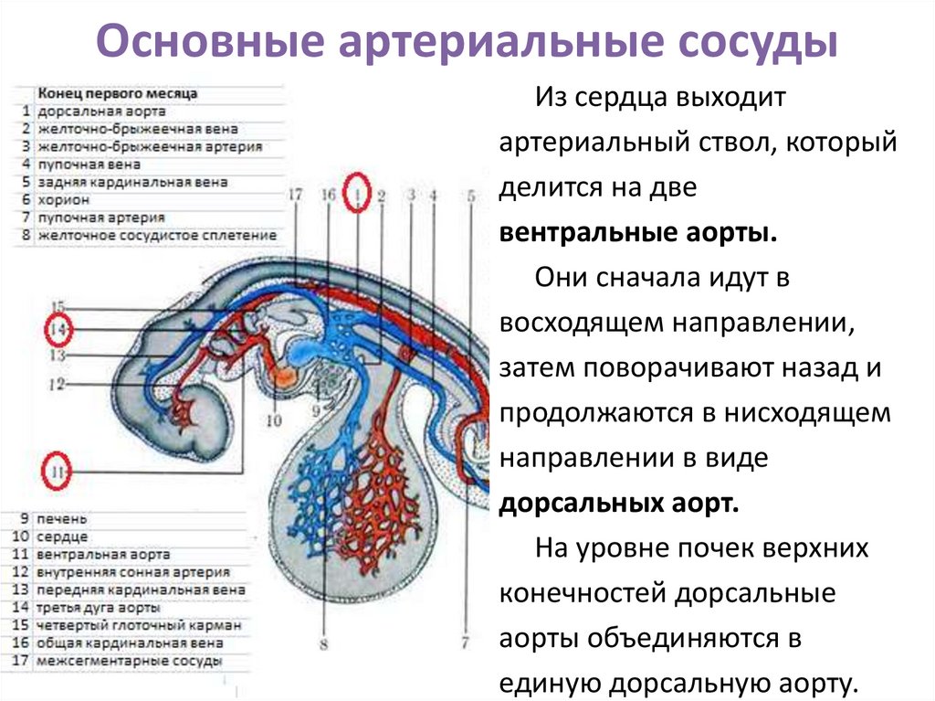 План строения кровеносных сосудов