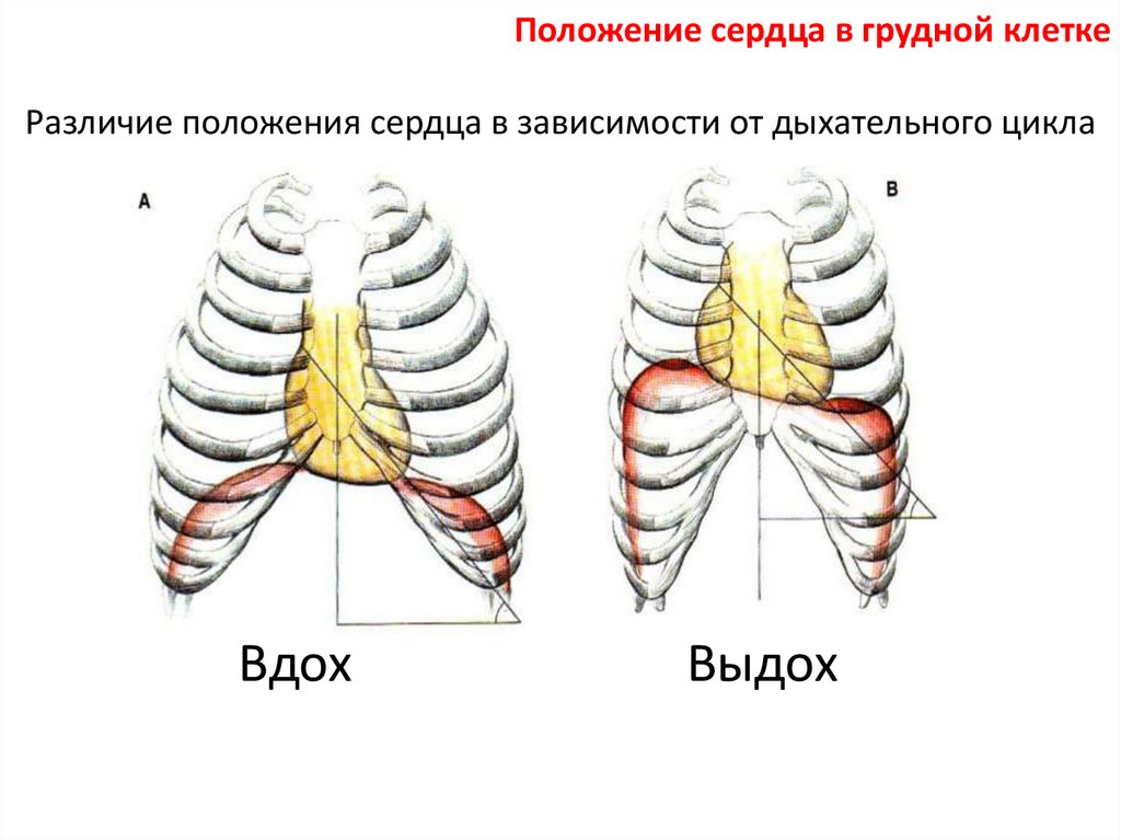 Положения грудной клетки. Положение сердца в грудной полости. Положение сердца в грудной клетке. Положение сердца в зависимости от типа телосложения. Косое положение сердца.