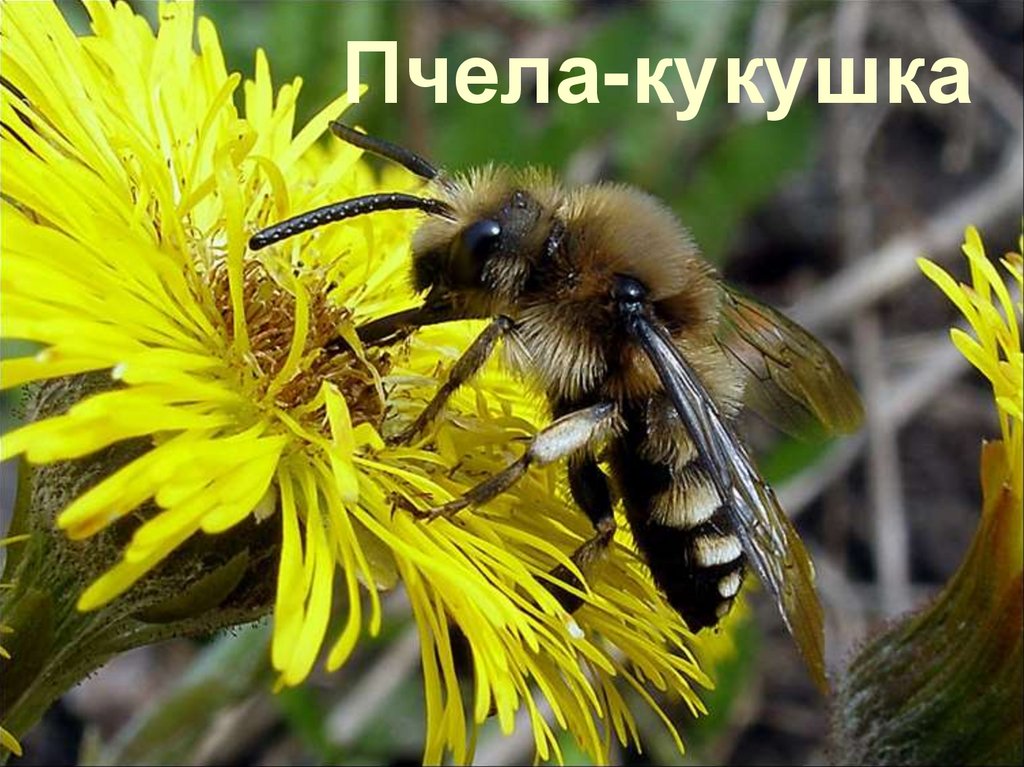 Вещь пчелы. Пчела Кукушка. Мать и мачеха цветок и пчела. Редкие пчелы. Шмель на цветке мать-и-мачеха.
