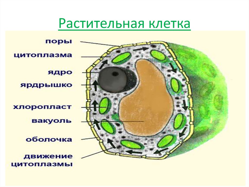 Растительная живая клетка рисунок. Схема строения растительной клетки 5 класс биология. Строение ядра растительной клетки 5 класс биология. Схема строения растительной клетки клетки. Строение растительной клетки 5 класс биология картинки.