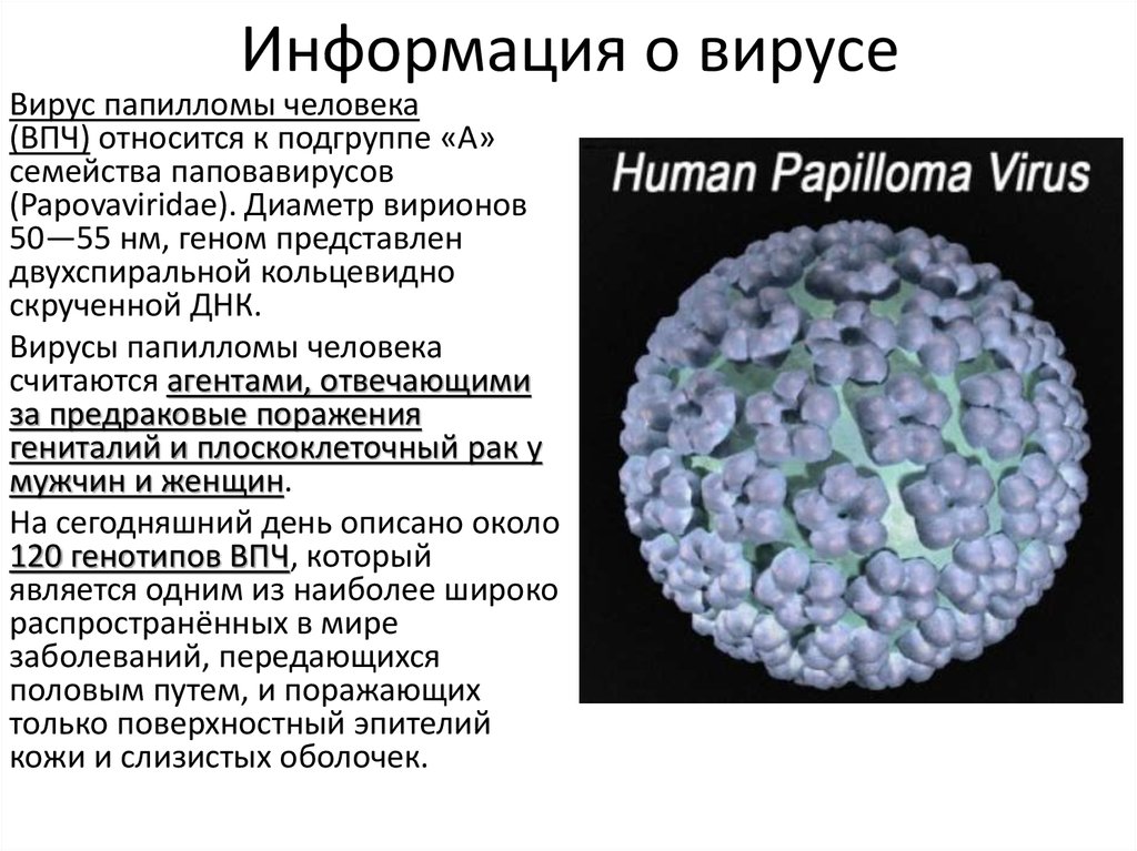 Вирус human. Вирус папилломы строение. Вирус папилломы человека характеристика. Вируспопиломы человека.