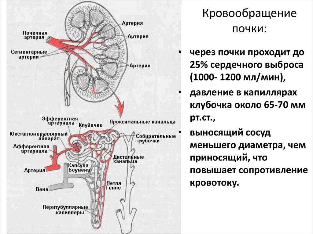 Какие сосуды почечные артерии. Почечная артерия и почечная Вена. Артерии почки анатомия схема. Сосуды почки схема. Почечная артерия строение и функции.