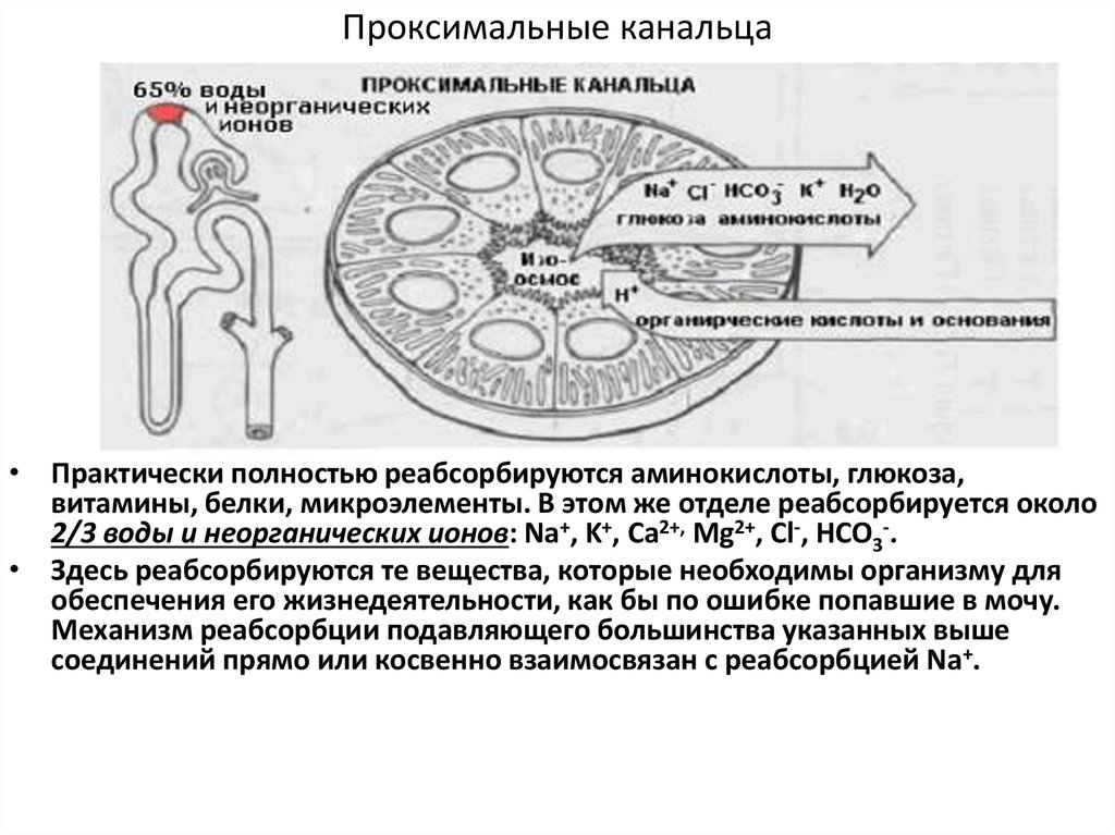 Проксимальный извитой каналец