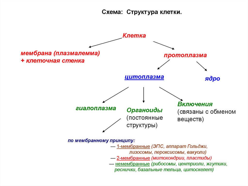 Состав клетки схема