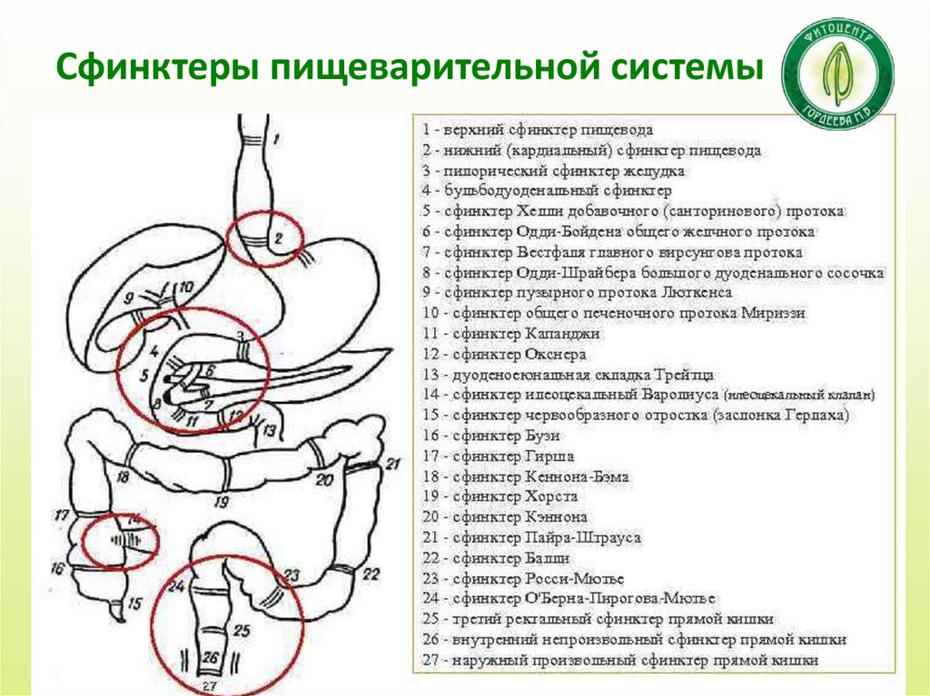 Сфинктеры кишечника человека схема