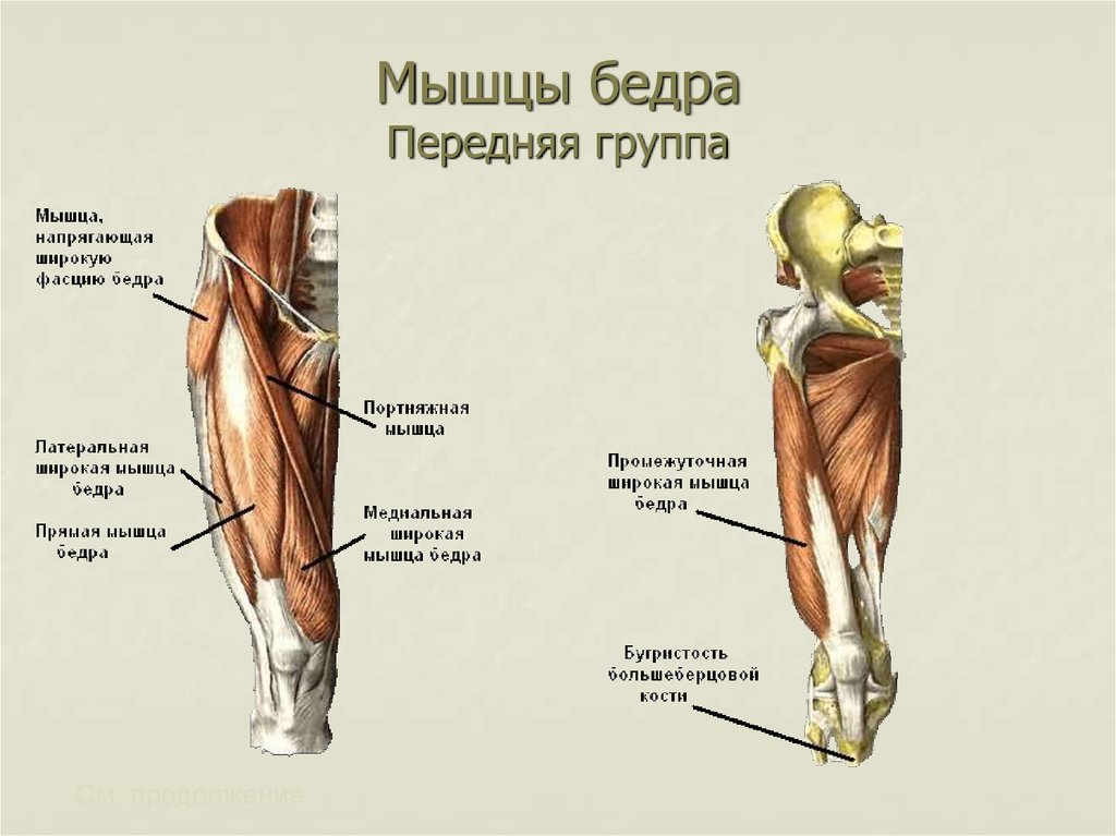 Мышцы бедра Передняя группа