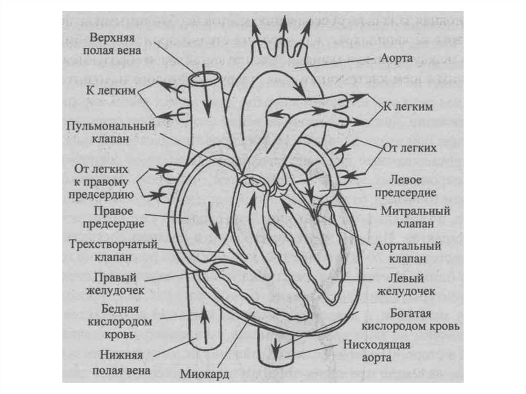 Правый желудочек размеры. Внутренне строение сердца. Строение сердца человека анатомия в разрезе. Схема строения сердца продольный разрез. Схема сердца человека биология 8 класс.
