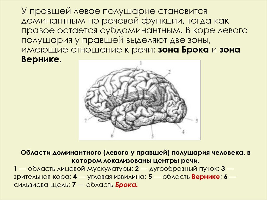 Большие полушария мозга задания