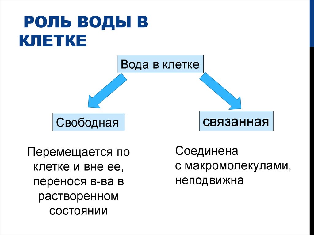 Химическая организация клетки