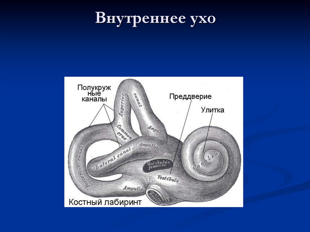 Преддверие внутреннего уха