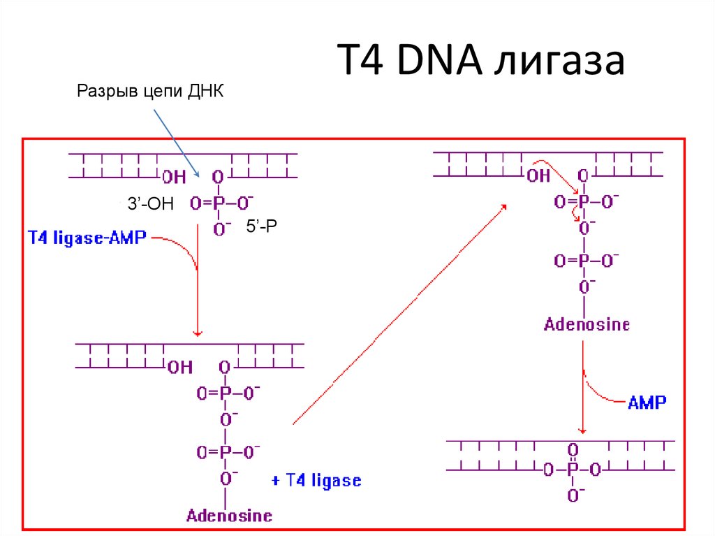 Лигазы это. Т4 ДНК лигаза. ДНК-лигаза бактериофага т4. ДНК лигаза функции. РНК лигаза фага т4.