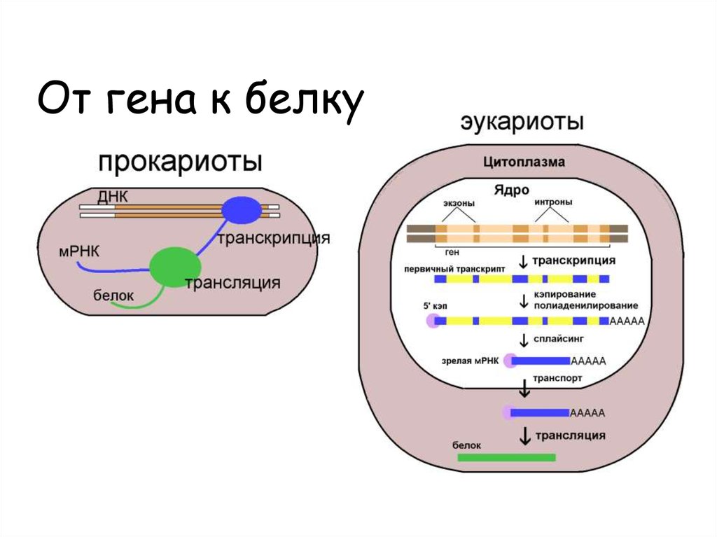 Регуляция биосинтеза белков у прокариот