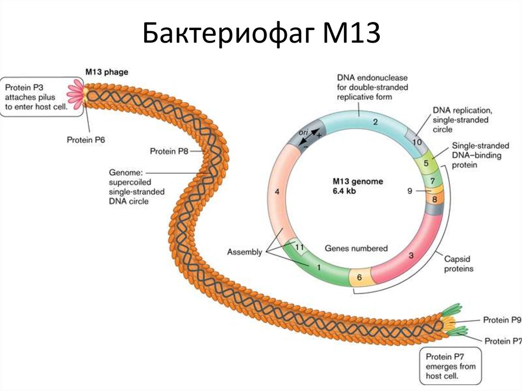 Строение 13. ДНК фага m13. Фаг м13 цикл. Бактериофаг m13. ДНК фага лямбда.