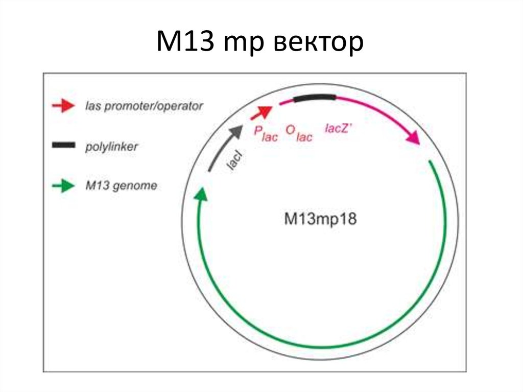 Векторы плазмиды. Плазмида м13. Фаг м 13 геном. Строение фага м13. Векторы на основе фага м13.