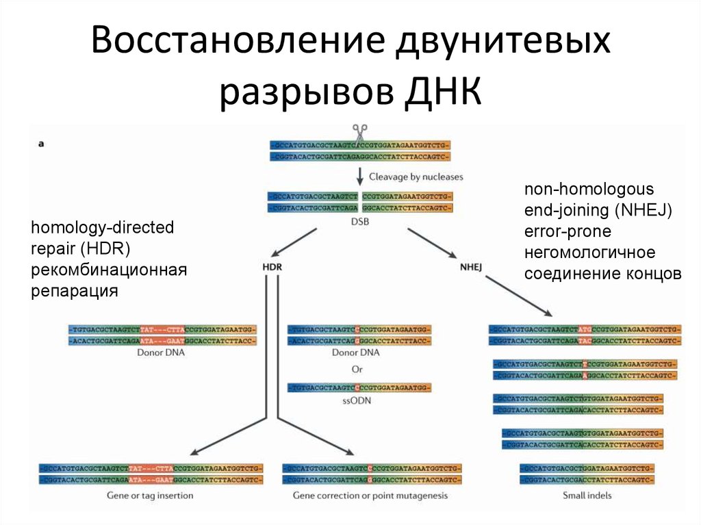 Рекомбинационная репарация