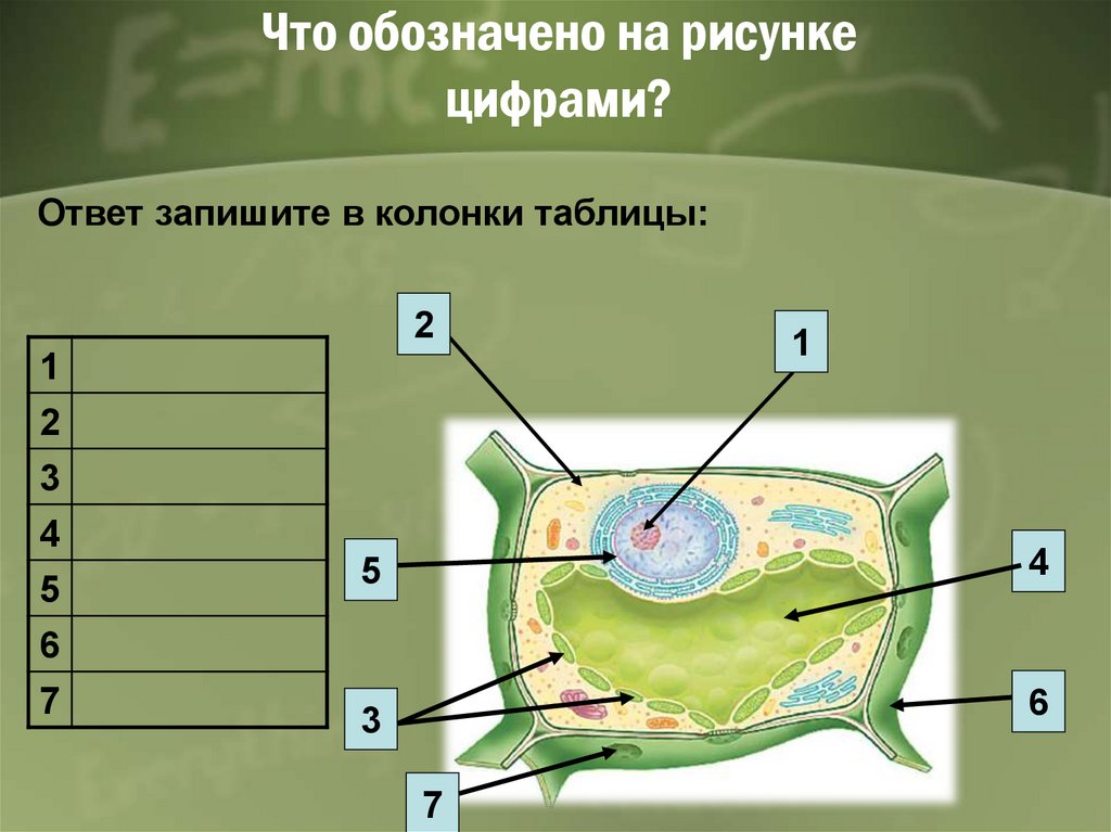 Какие клетки листа. Что обозначают цифры. Что обозначено на рисунке цифрой 3. Что обозначено цифрами на рисунке?. Что обозначено цифрами на рисунке биология.