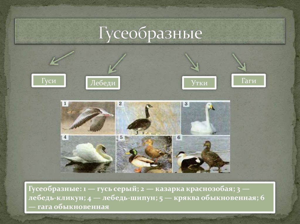 Презентация по биологии гусеобразные 7 класс