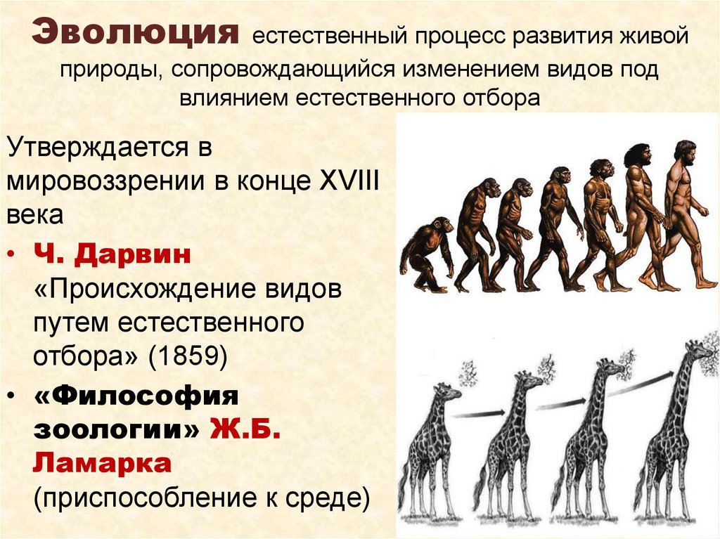 Эволюционные изменения в обществе. Примеры эволюции. Эволюционный ряд человека. Пример эволюции человека. Эволюционное развитие примеры.