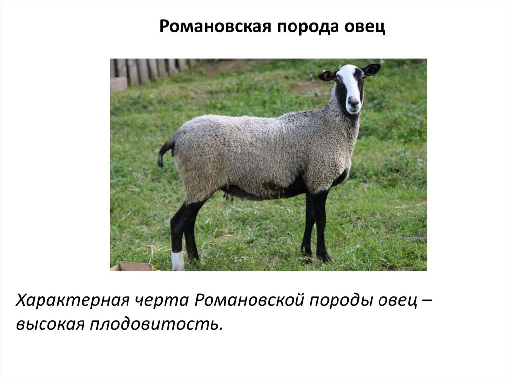 Овцы романовские характеристика