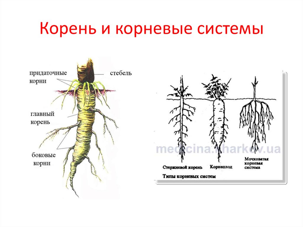 Наличие каких органов у корневища. Корневая система 6 класс биология. Корневая система придаточные корни.