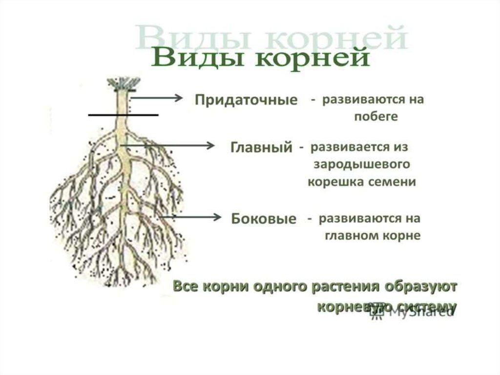 Какие корни образуются на стеблях и листьях. Строение корневой системы. Строение придаточного корня у растений. Строение корня придаточные корни. Строение корня и типы корневых систем.