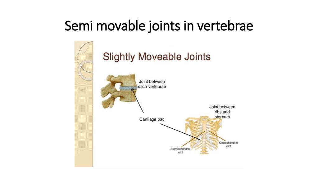 freely movable joints