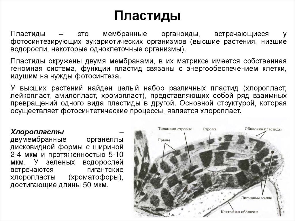 Соответствие между характеристиками и органоидами клетки